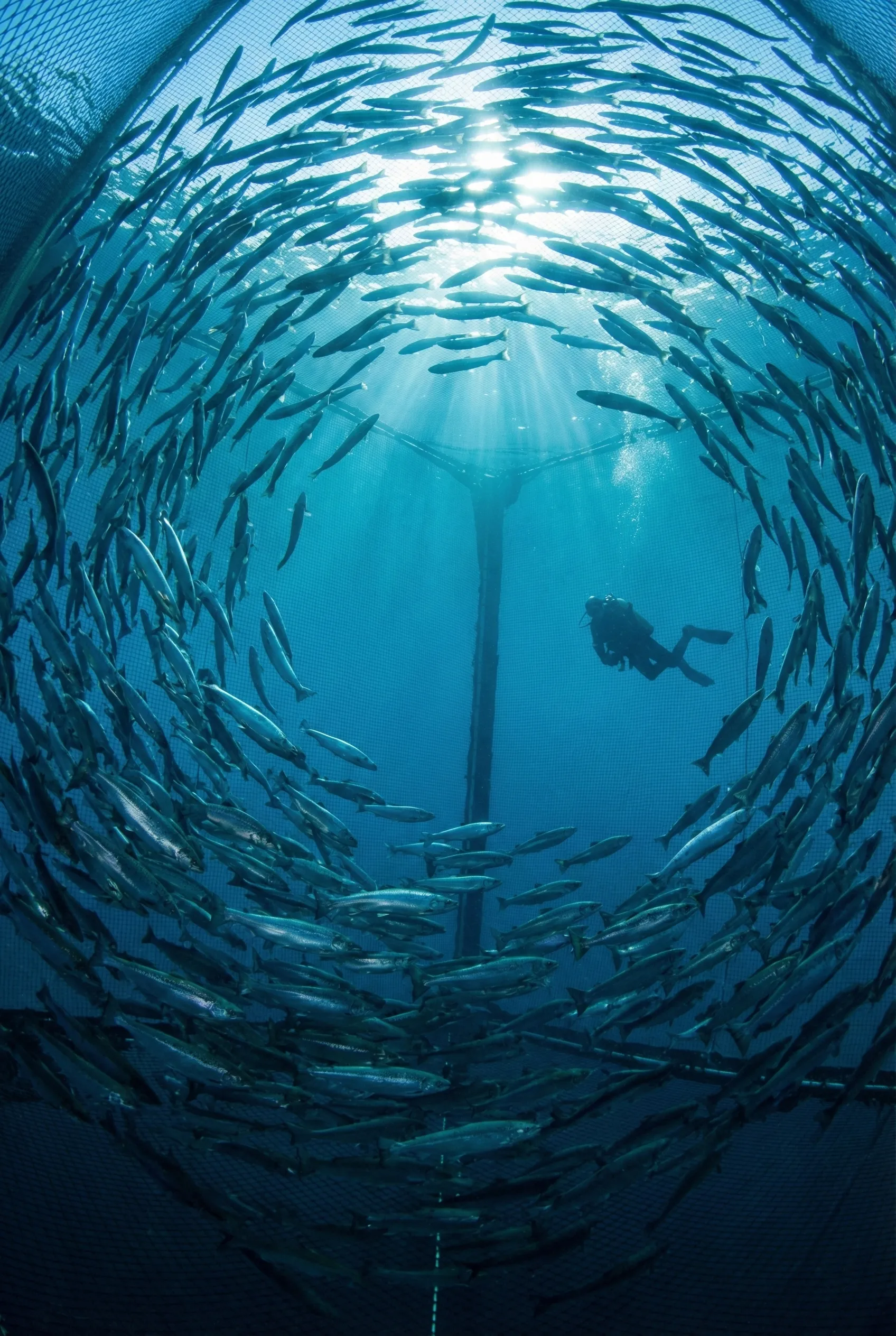 Panacea güvencesiyle Su Ürünleri Hayat Sigortası kapsamındaki ağ kafes ve koruma altındaki balık kolonisi (aquaculture)